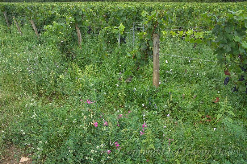 Wildflowers and vineyards near Pommard IMGP1800.jpg